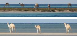 Five camels near our anchorage at Marsa Fijab